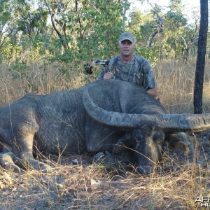 Big Australian Buffalo with bow