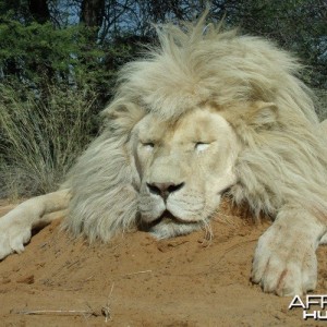 White Lion South Africa