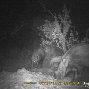 monster bushpig on trailcam