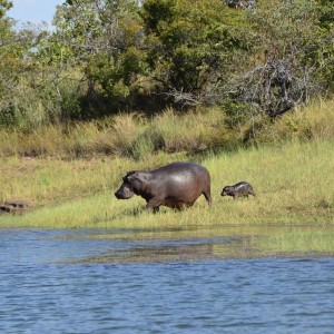 Baby Hippo, Lake Kariba