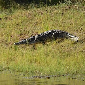 Croc, Lake Kariba