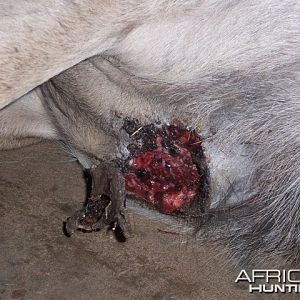 Maggot wound on Kudu