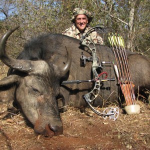 A female cape buffalo with a single arrow