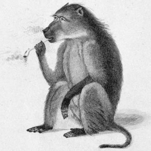 Smoking Baboon