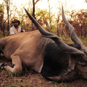 Huge Body and 53 inch Lord Derby Eland
