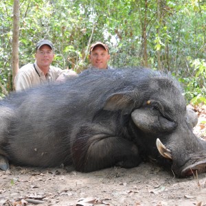 Very Big Body Giant Forest Hog