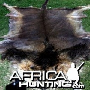 black mane lion 2.3 m + tail 60cm not tanned