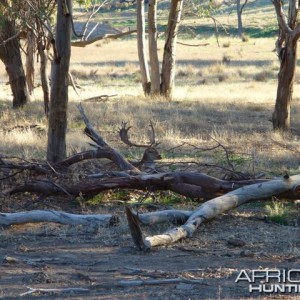 Fallow deer