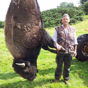 North American Bison - Taken in Liecester England