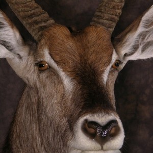 Waterbuck mount