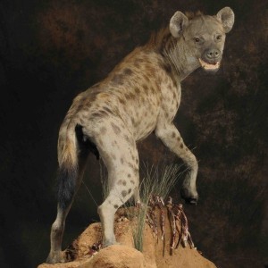 Hyena full mount