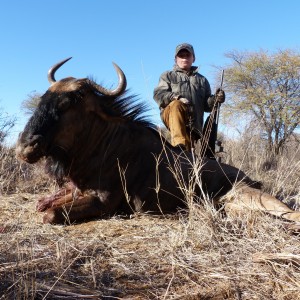 Ashton's Blue Wildebeest