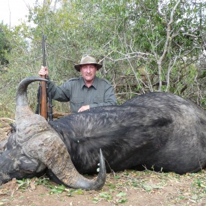 Cape Buffalo 2 Zim 2010