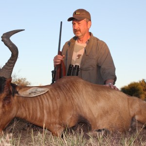 Red Hartebeest Namibia 2012