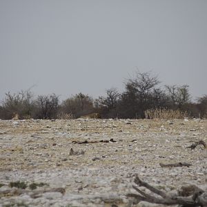 Etosha Lion