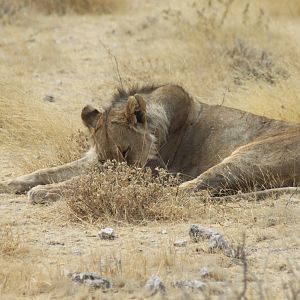 Etosha Lion