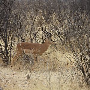 Etosha Black-Faced Impala