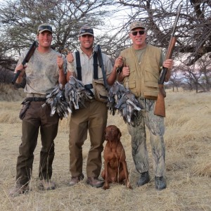 Doves hunted with Ozondjahe Hunting Safaris in Namibia