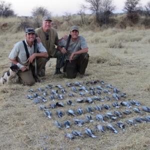 Doves hunted with Ozondjahe Hunting Safaris in Namibia