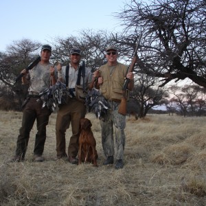 Dove hunted with Ozondjahe Hunting Safaris in Namibia