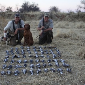 Dove hunted with Ozondjahe Hunting Safaris in Namibia