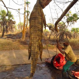 Crocodile 13/12 Feet Mozambique