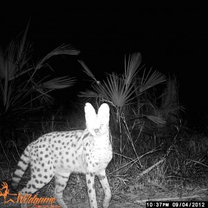 Serval Cat Mozambique Mahimba