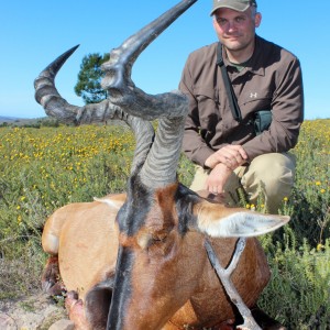 Red hartebeest