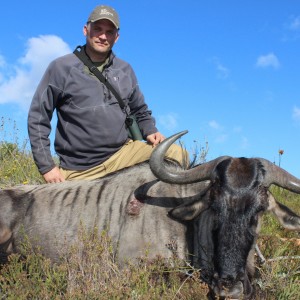 Blue wildebeest