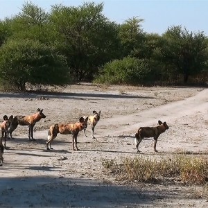 Botswana's Wild Dog