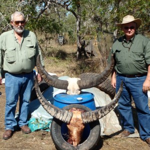 Hunting Asiatic Buffalo in Northern Australia