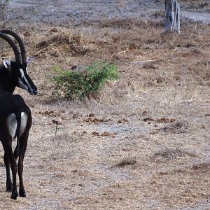 Sable Antelope