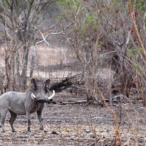 Warthog - Tanzania