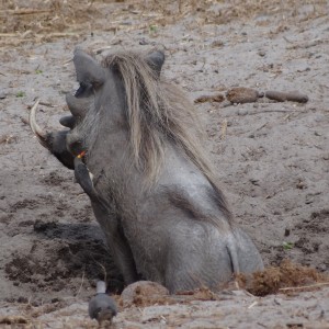 Warthog - Tanzania
