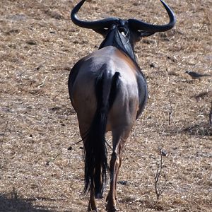 Nyasaland Gnu - Tanzania