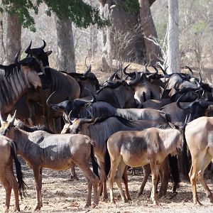 Nyasaland Gnu - Tanzania