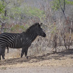 Zebra - Tanzania