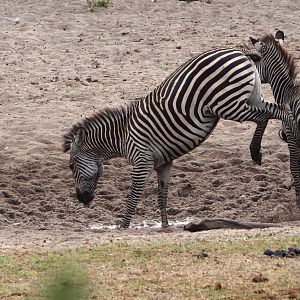 Zebra Tanzania