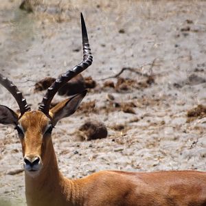 Impala - Tanzania