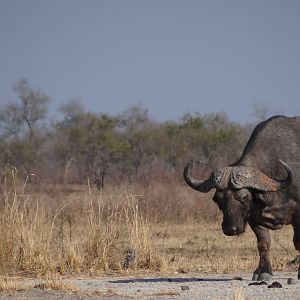 Cape buffalo - Tanzania