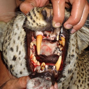 Leopard Mozambique