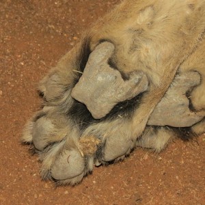 Cheetah front paws