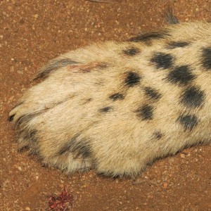 Cheetah front paw