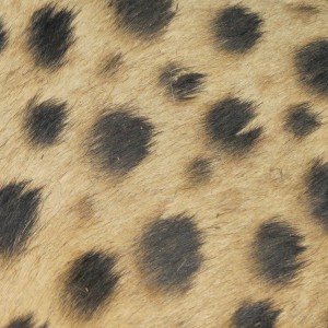 Cheetah fur