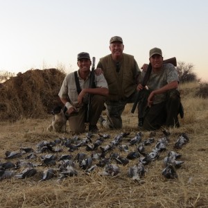 Wingshooting Dove in Namibia