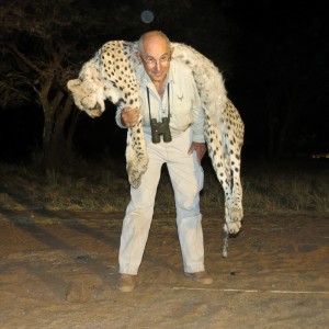 Hunting Cheetah in Namibia