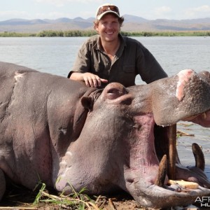 Hippo on the Zambezi