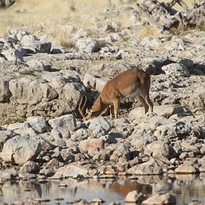 Black-Faced Impala at Etosha National Park