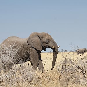 Elephant at Etosha National Park