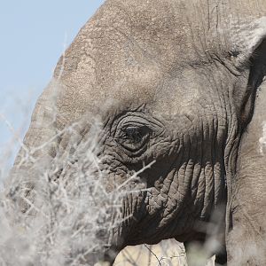 Elephant at Etosha National Park